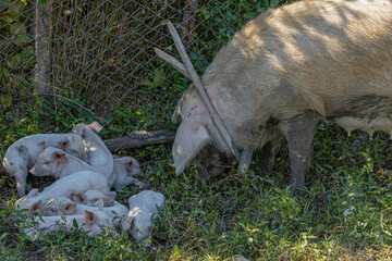 Cute little piglets resting in a ditch by the road, Georgia.