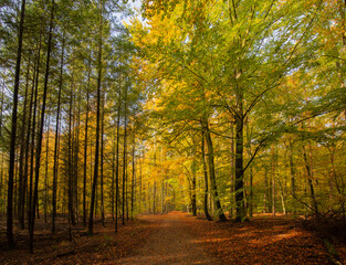 The leaves of the beech trees turn orange-yellow in autumn.