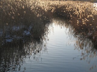 reeds along the banks of the swamp