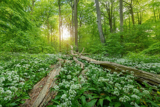 A beech tree forest, Jutland, Denmark comes to life with wild ramson flowers.