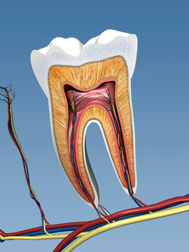 Molar Tooth Cross Section