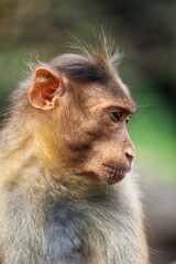 The monkey is sitting on a rock. State Of Goa. India