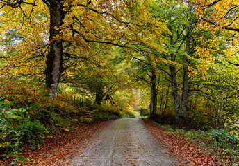 Obraz premium Irati forest in Navarra, Spain.
