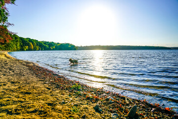 Puppy plays in scenic pond in autumn. 