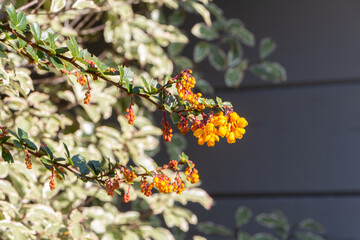 Darwin's barberry flowers in a garden during spring