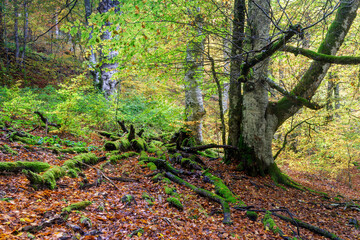 Irati forest in Navarra, Spain.