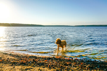 Cute dog playing in pond in Rhode Island. 