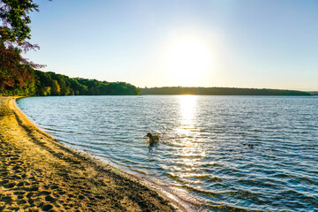 Dog playa in water at sunset.