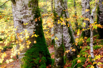 Irati forest in Navarra, Spain.