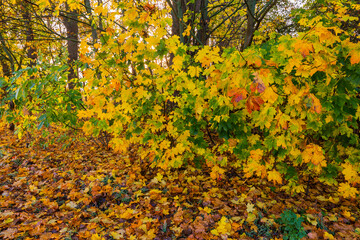 Autumnal green, yellow, red and brown colored leaves