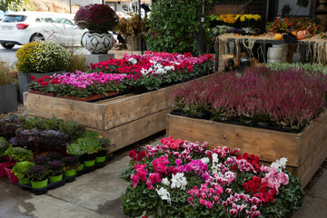 Variety of potted Cyclamen persicum, Calluna vulgaris, Brassica oleracea plants at the greek garden shop in October.