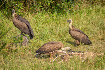 Obraz na płótnie Canvas White-backed vultures (Gyps africanus) scavenging on a carcass, Lake Mburo National Park, Uganda. 