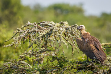 White-backed vulture (Gyps africanus) in a tree, Lake Mburo National Park, Uganda.