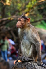 The monkey is sitting on a rock. State Of Goa. India