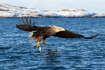 White-tailed eagle in flight with a caught fish