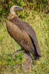 Portrait of a White-backed vulture (Gyps africanus), Lake Mburo National Park, Uganda.	
