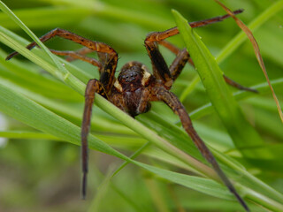 spider