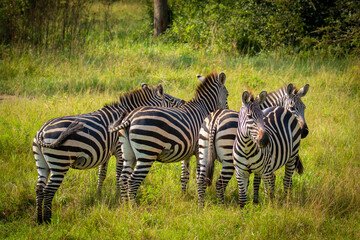 Herd of  plains zebra, equus quagga, equus burchellii, common zebra, Lake Mburo National Park, Uganda.	
