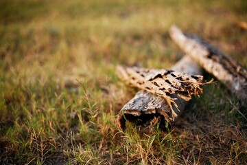 dried stump in the forest