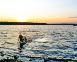 Puppy plays in water at sunset.