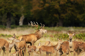 Red Deer calling in front of group of hinds