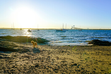 Dog plays on scenic beach.