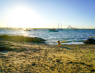 Cute puppy plays on scenic beach in Newport, Rhode Island. 