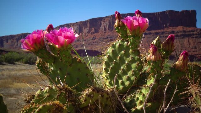 Flowering cactus plants, Pink flowers of Opuntia sp. (polyacantha) in Canyonlands National Park, Utha
