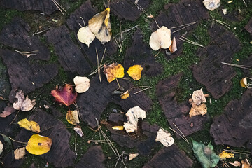 Dry autumn foliage on a cobbled trail with moss