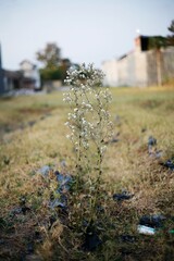 landscape with flowers