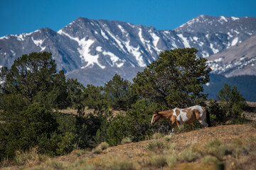Fototapeta na wymiar Rocky Mountain Horse