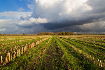 Fototapeta na wymiar Bare Maize field in autumn after harvest: long rows of stubbles towards the horizon