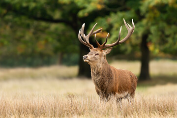 Naklejka na ściany i meble Red Deer standing in grass in autumn