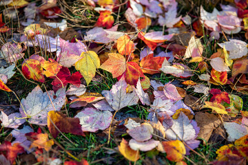 Leaves lay on the grass under a tree in Central Park, New York City.