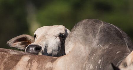close up of a nellore bull