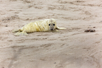 A gray seal baby lies on the sand and looks into the camera 30 meters away.