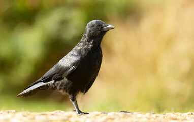 Close up of a Carrion crow against clear colorful background
