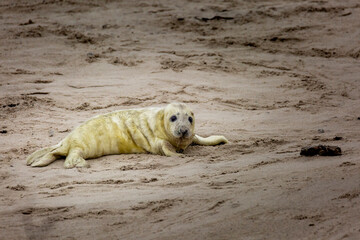 A gray seal baby lies on the sand and looks into the camera 30 meters away.