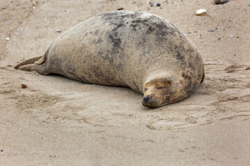 The gray seal dozes and is not disturbed by the camera 30 meters away.