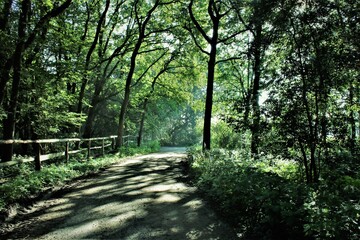 Fototapeta premium Radweg Emsland
