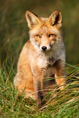 Close up of a red fox sitting in grass