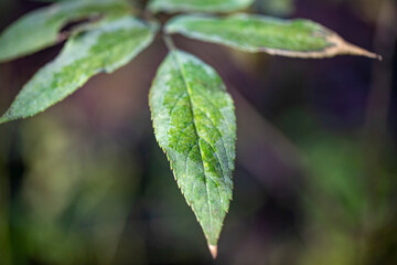 The colorful vegetation along the Ravine in the North Woods of Central Park, New York City