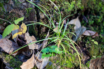 The colorful vegetation along the Ravine in the North Woods of Central Park, New York City