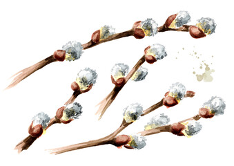Pussy Willow twigs set. Hand drawn watercolor illustration, isolated on white background © dariaustiugova