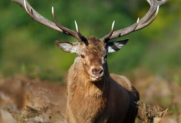Close up of a Red Deer stag during rutting season in autumn