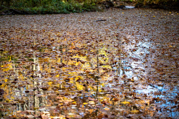 The colorful trees reflect off the Loch in the North Woods of Central Park, New York City