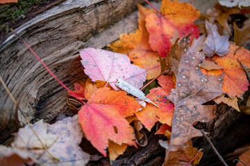 The colorful leaves along the Ravine in the North Woods of Central Park, New York City