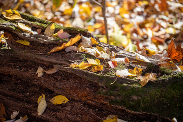 The colorful vegetation along the Ravine in the North Woods of Central Park, New York City