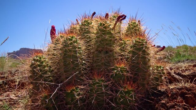 Flowering cactus plants Eshinocereus sp.  in Canyonlands National Park, Utha
