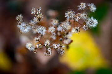 The colorful vegetation along the Ravine in the North Woods of Central Park, New York City